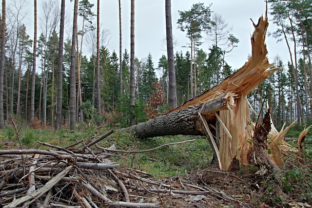 strom po vichřici